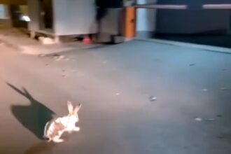 epure salveaza un iepure cand numele devine destin in galati 68ff226a1e134