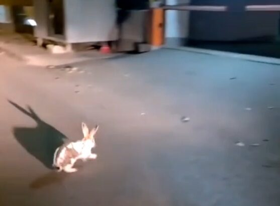 epure salveaza un iepure cand numele devine destin in galati 68ff226a1e134