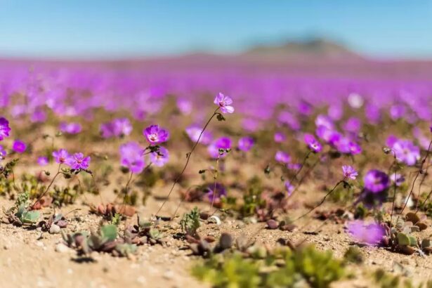 floarea din desertul atacama care ar putea detine cheia pentru culturi rezistente la seceta 68e6589abc017