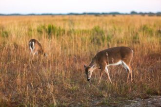 florida wildlife officials discover second case of zombie deer disease in state 68ef812b3cd34