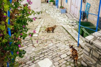 insula pisicilor are probleme cu pisicile guvernul tripleaza fondurile pentru sterilizare dar numarul felinelor creste 68ee4657755a1