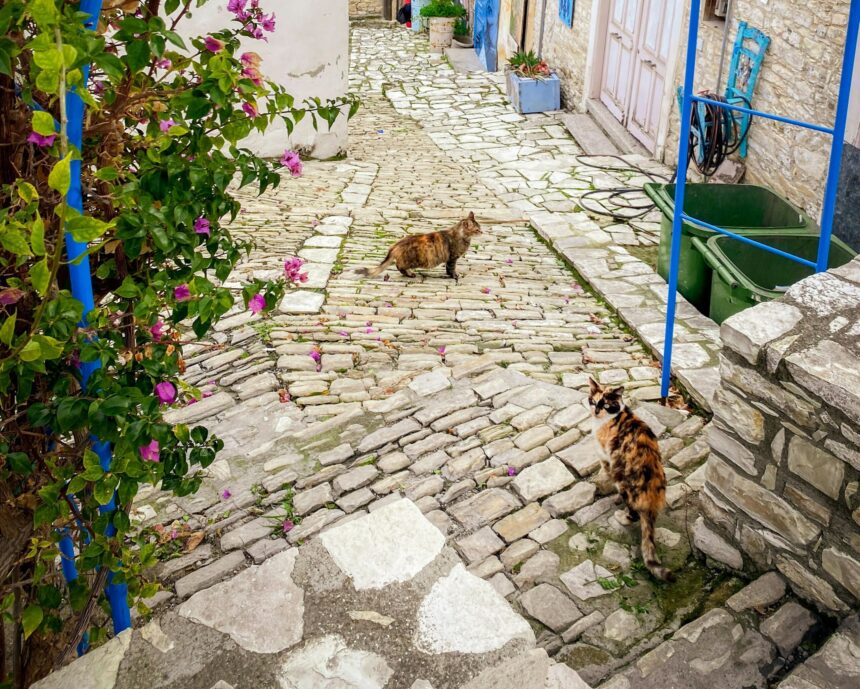 insula pisicilor are probleme cu pisicile guvernul tripleaza fondurile pentru sterilizare dar numarul felinelor creste 68ee4657755a1