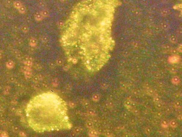 nanoparticule de aur descoperite in ace de molid cum pot influenta bacteriile din interiorul plantelor acumularea metalului in copaci 68e7bf33be093