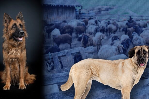 primarul korodi attila le a interzis crescatorilor de animale sa mai foloseasca caini ciobanesti si din rasa kangal la paza turmelor si cirezilor 68f155bbae933