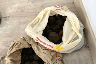 suceava trufe in valoare de 10 000 de lei recoltate ilegal confiscate de jandarmi 690081f94efa2