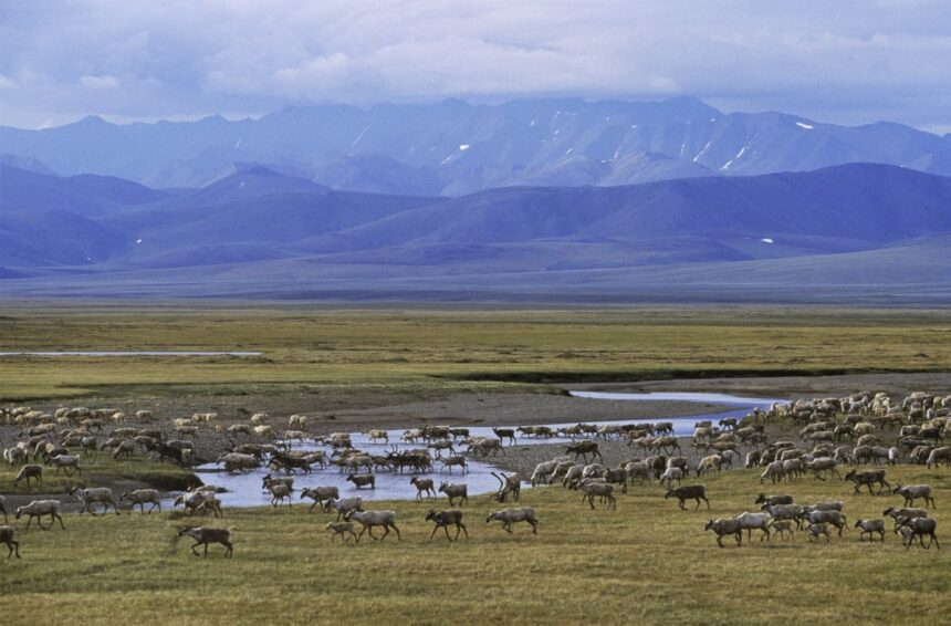 white house approves increased oil and gas drilling in alaskas national wildlife refuge 68fabaa4d2ace