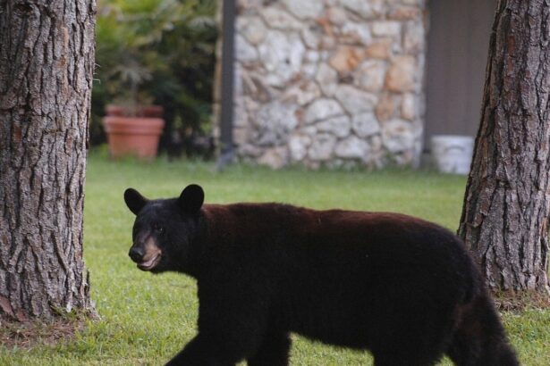 wild bear pays surprise visit to bear enclosure at california zoo he was very polite 68f8d1f0ef355