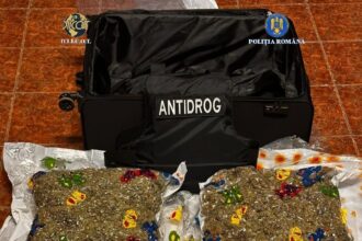 15 kilograme de canabis in saci vidati descoperire a diicot la cluj 69206fc332958