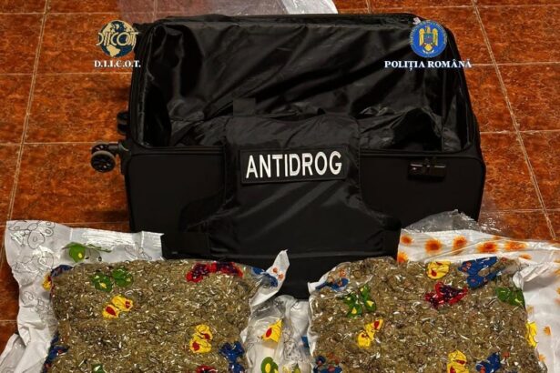 15 kilograme de canabis in saci vidati descoperire a diicot la cluj 69206fc332958