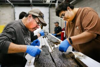 archaeologists find ancient canoes used by indigenous people in wisconsin 691e396092c22