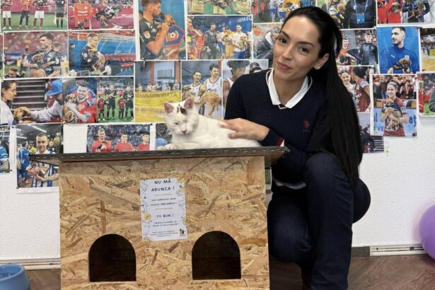 casute gratuite pentru pisicile nimanui in bucuresti si ilfov a inceput distribuirea adaposturilor de iarna 692aa04975f8c