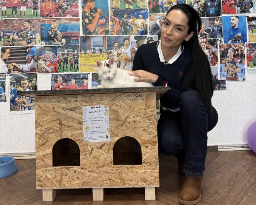 casute gratuite pentru pisicile nimanui in bucuresti si ilfov a inceput distribuirea adaposturilor de iarna 692aa04975f8c