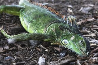 floridians warned about falling iguanas as wintry weather hits multiple us regions 691210f7c03ec