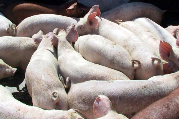 focar de pesta porcina africana confirmat in vestul tarii autoritatile impun restrictii severe in zece localitati 6924806275c0e