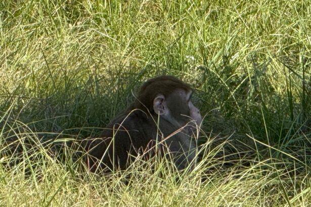 mississippi woman fatally shoots monkey escaped from overturned truck 690805c925e70