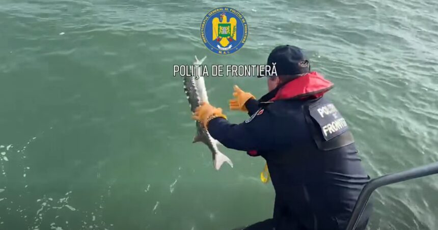 operatiune spectaculoasa pe marea neagra un sturion si un delfin salvati din plasele braconierilor 69145691a36dc