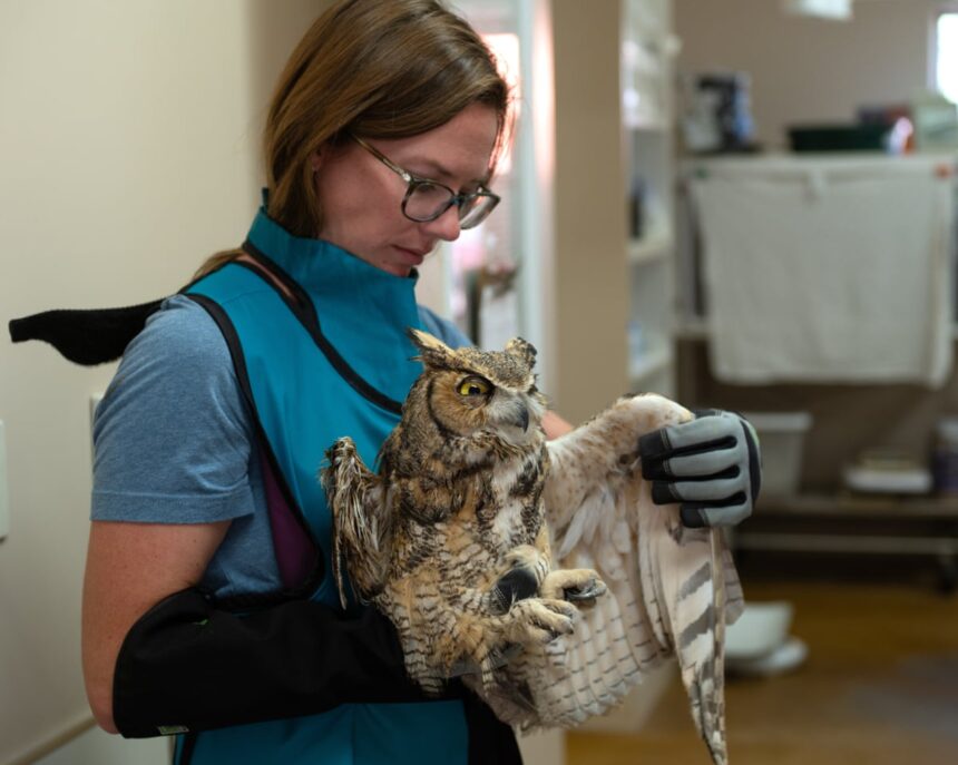 owl described as fighter set to fly free after falling into cement mixer in utah 691dc67e7c899
