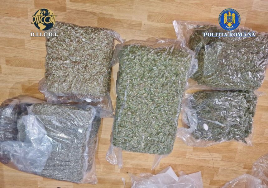 patru barbati prinsi cand ridicau colete cu 41 de kilograme de canabis 69204b7ca7b8e