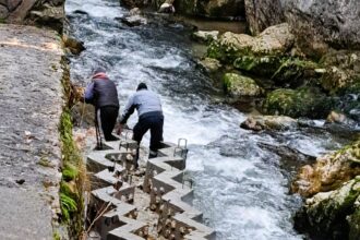 scari pentru pesti construite pe raul bicaz pentru ca o specie protejata sa se poata reproduce 692844e4ea347