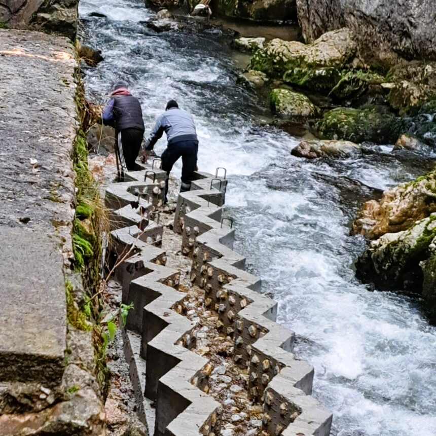 scari pentru pesti construite pe raul bicaz pentru ca o specie protejata sa se poata reproduce 692844e4ea347