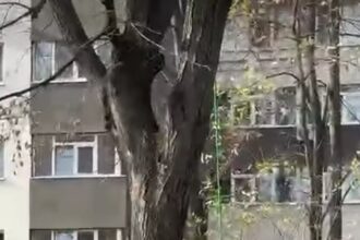 taieri ilegale de copaci in parcul ior sub ochii politistilor locali de mediu 6925e2306bee2