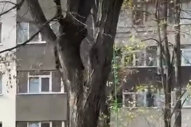 taieri ilegale de copaci in parcul ior sub ochii politistilor locali de mediu 6925e2306bee2