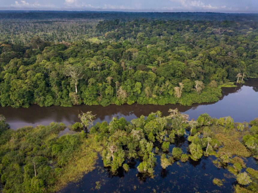 the rainforest the world forgot the congo basin is the second largest on earth so why is it being neglected 691d96dd72119
