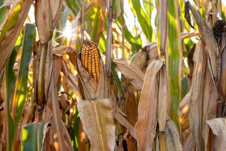 trump officials set to approve forever chemical as pesticide ingredient 6911e45c02b58