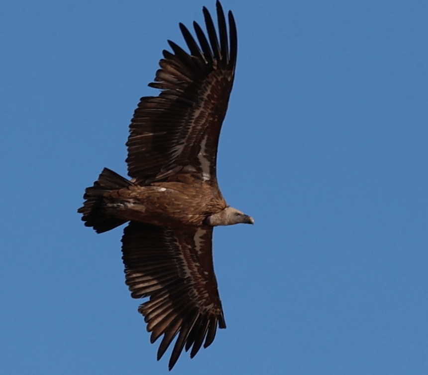 vulturul sur revine in romania dupa peste 70 de ani proiect de reintroducere in muntii fagaras 6916d9bfcc28c