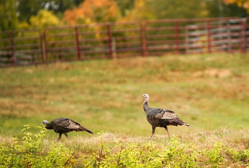 wild turkeys off the menu in maine after forever chemicals found in birds 69284de34e5c9