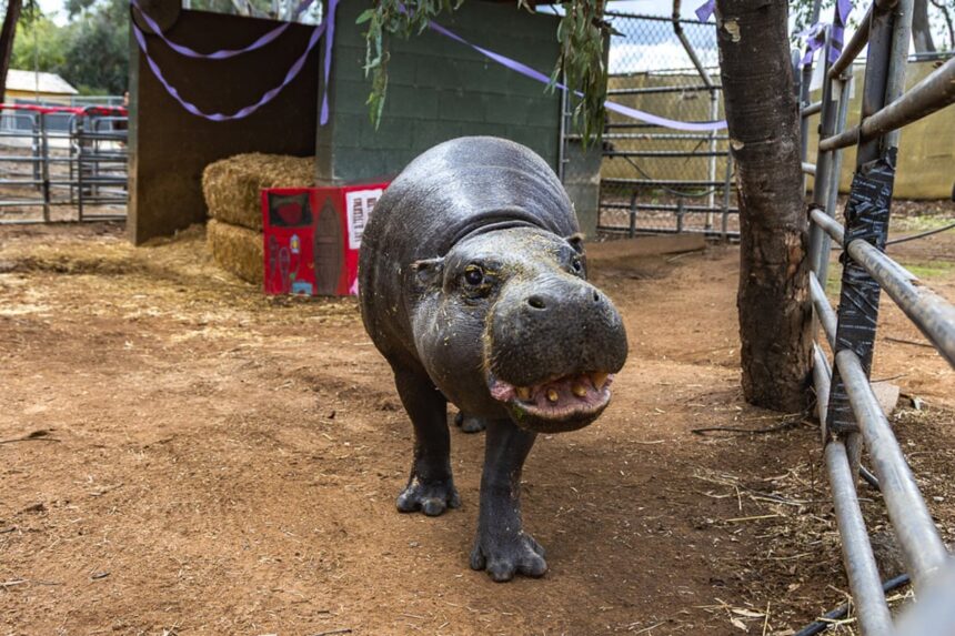 worlds oldest pygmy hippo in managed care turns 52 at san diego zoo 6920f03f7ec76