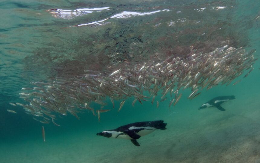 60000 african penguins starve to death after sardine numbers collapse study 693292d2ca103