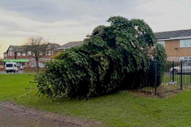 arestati dupa ce au taiat bradul de craciun al comunitatii 693d745cf1dcc