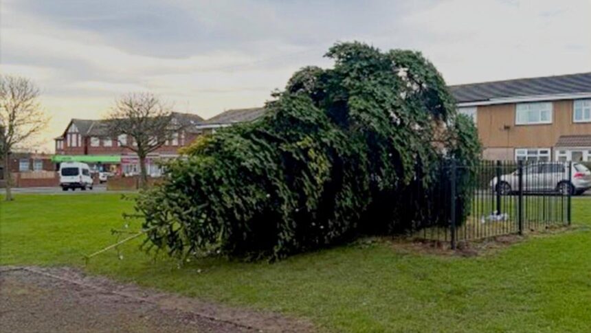 arestati dupa ce au taiat bradul de craciun al comunitatii 693d745cf1dcc