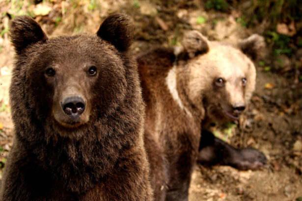 avem cifrele oficiale cati ursi sunt in realitate in romania 693c0583e3495