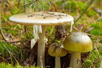 california officials warn foragers after person dies from poison mushroom 69349cececfb9