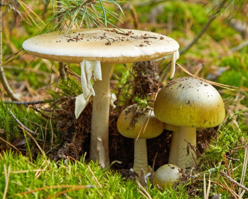 california officials warn foragers after person dies from poison mushroom 69349cececfb9