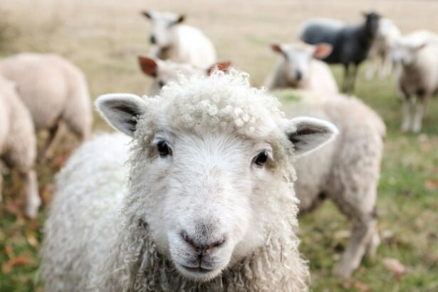 crima abominabila la stana cioban secerat cu o lovitura de bata 6937f28b6b6b7