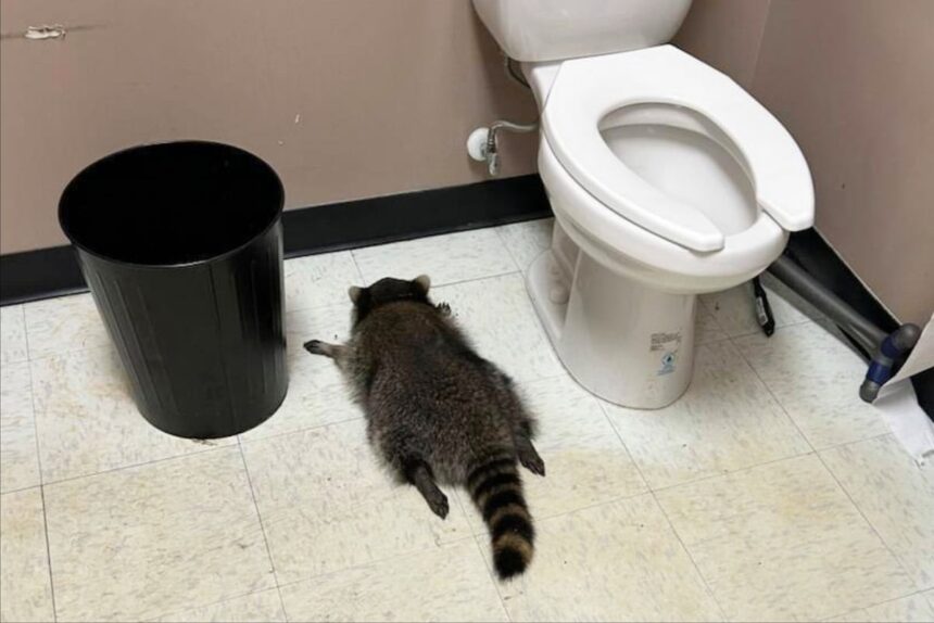 drunk raccoon found passed out in virginia liquor store 69303de90663a