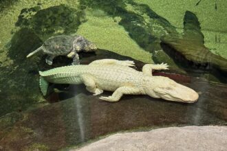 iconic swamp king san franciscos beloved albino alligator dies aged 30 692f93e5ae765