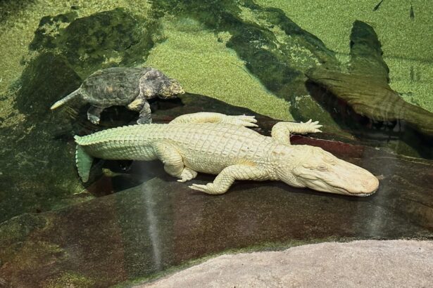 iconic swamp king san franciscos beloved albino alligator dies aged 30 692f93e5ae765