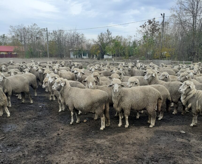 sapte fermieri din olt ameninta cu greva foamei in fata sediului a n s v s a 692fdcfe997d9