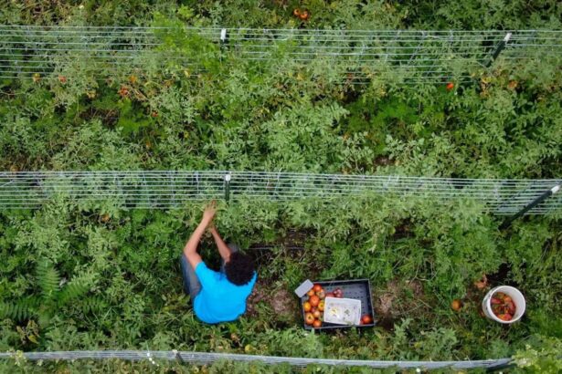 trump unveils 12bn aid package for us farmers amid tariff fallout 6937483ad5267