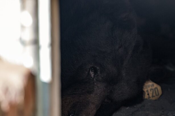 we call him unbearable california homeowner laments uninvited beast 6938b9a1688bf