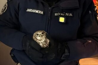 apel neobisnuit la 112 jandarmii au scos o bufnita din apartamentul unor botosaneni 696356c522b2b