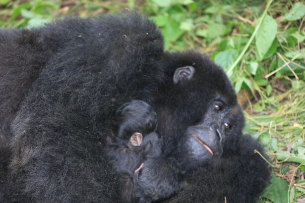rare twins born in drc raise cautious hope for endangered mountain gorillas 696b8af09225b