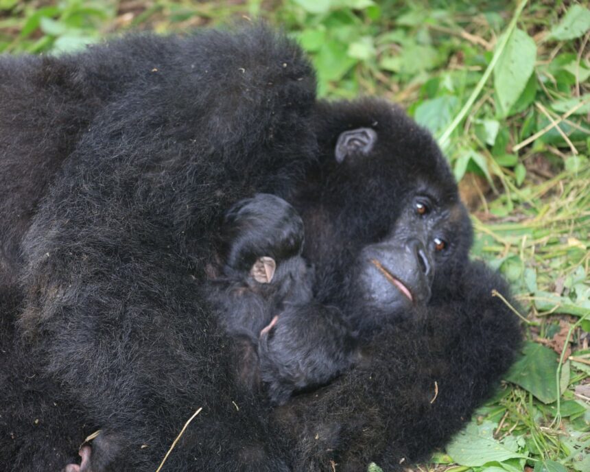 rare twins born in drc raise cautious hope for endangered mountain gorillas 696b8af09225b