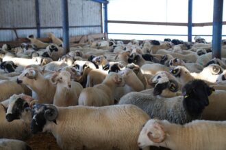 romania ar putea exporta oi pentru sacrificat in algeria cu prilejul unui mare festival din cultura islamica 6970ccfd406a4