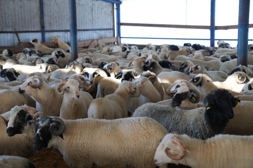 romania ar putea exporta oi pentru sacrificat in algeria cu prilejul unui mare festival din cultura islamica 6970ccfd406a4