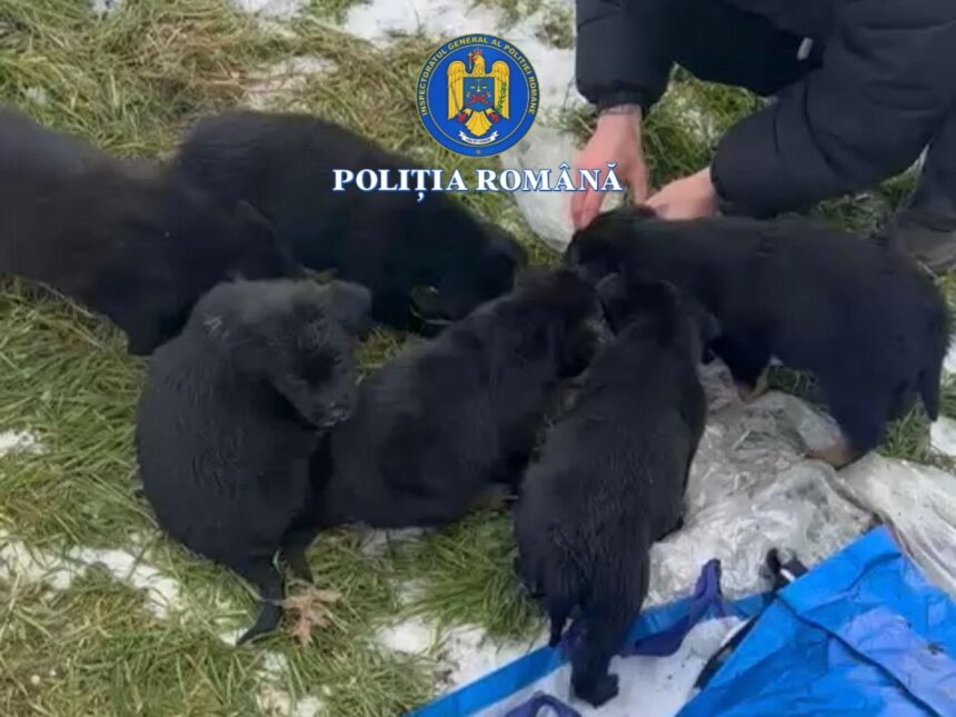 slatina femeie care a pus sase catei intr un sac si i a aruncat la gunoi cercetata 6972039c207f8